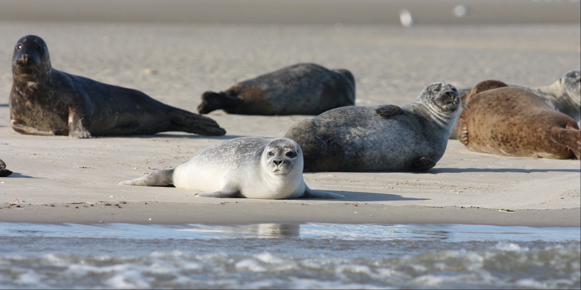 Тюлени в Нормандии